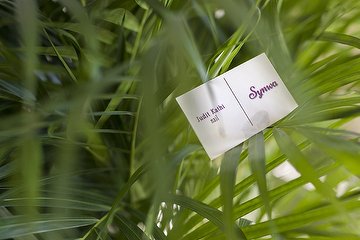 Synwa