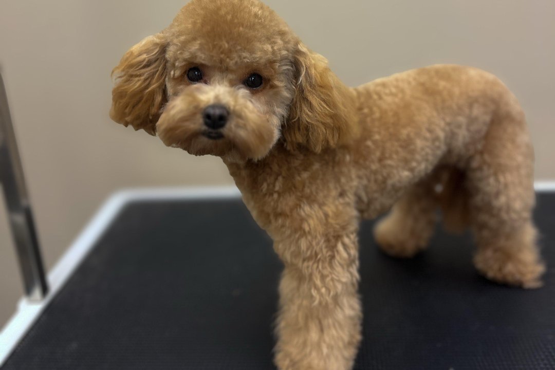 BeGood šunų kirpykla, Šanciai, Kaunas