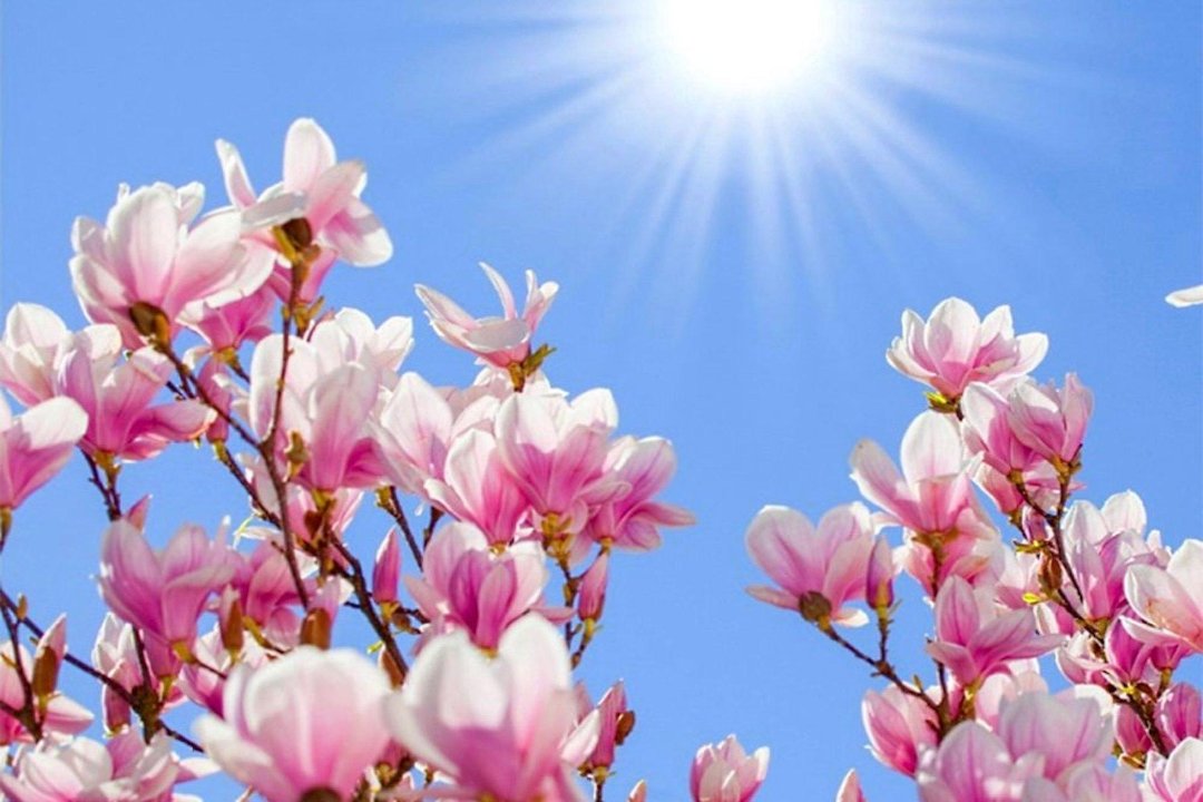 Magnolia rose, Torcy, Seine-et-Marne