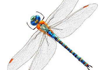 Estetica la libellula PRESSO STUDIO SPATIUM