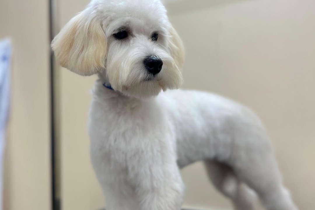 Kamilės šunų kirpykla, Avižieniai