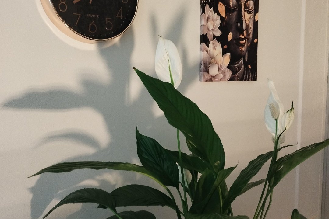 KS FITO SPA KVADRO Japoniškas galvos SPA, Varpai, Klaipeda