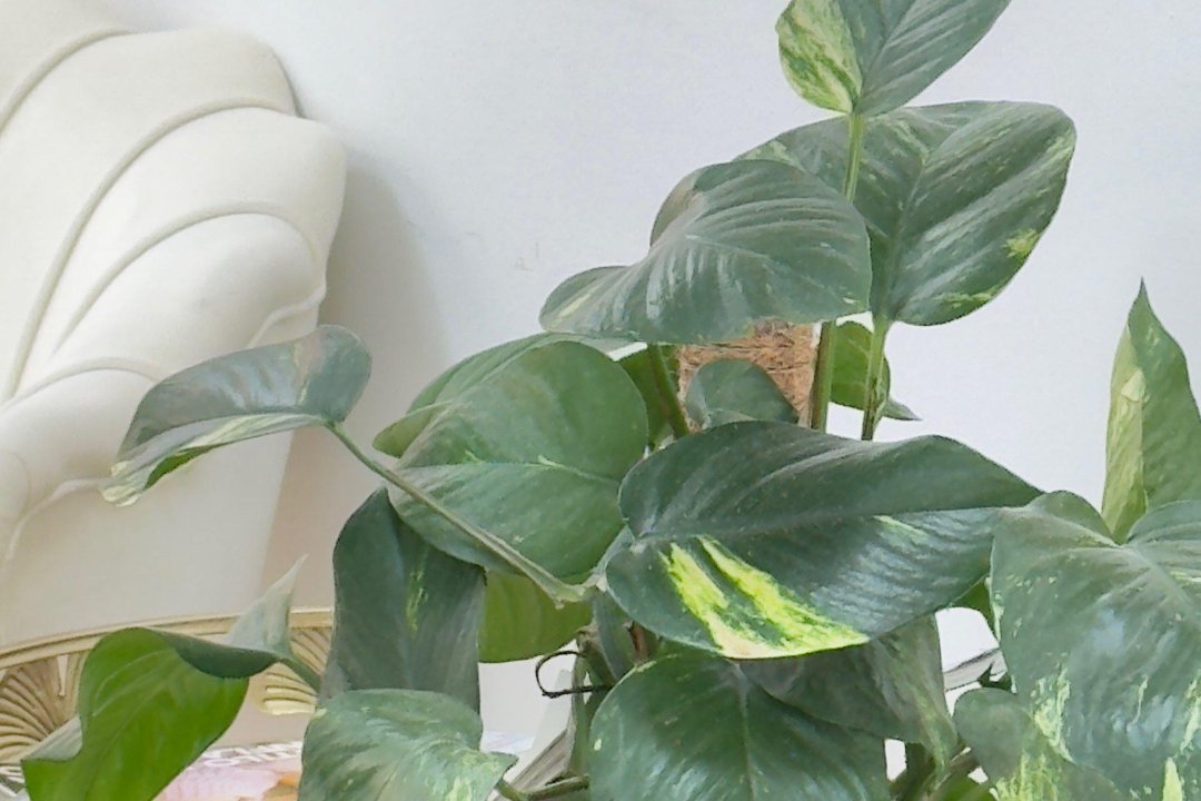 Evelin Rivera Studio, Torrejón de Ardoz, Comunidad de Madrid