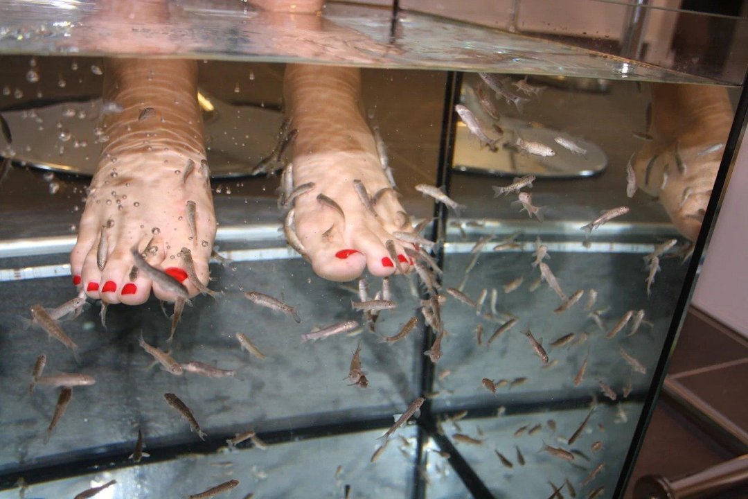 Fish Spa & More GmbH, Innenstadt, Augsburg