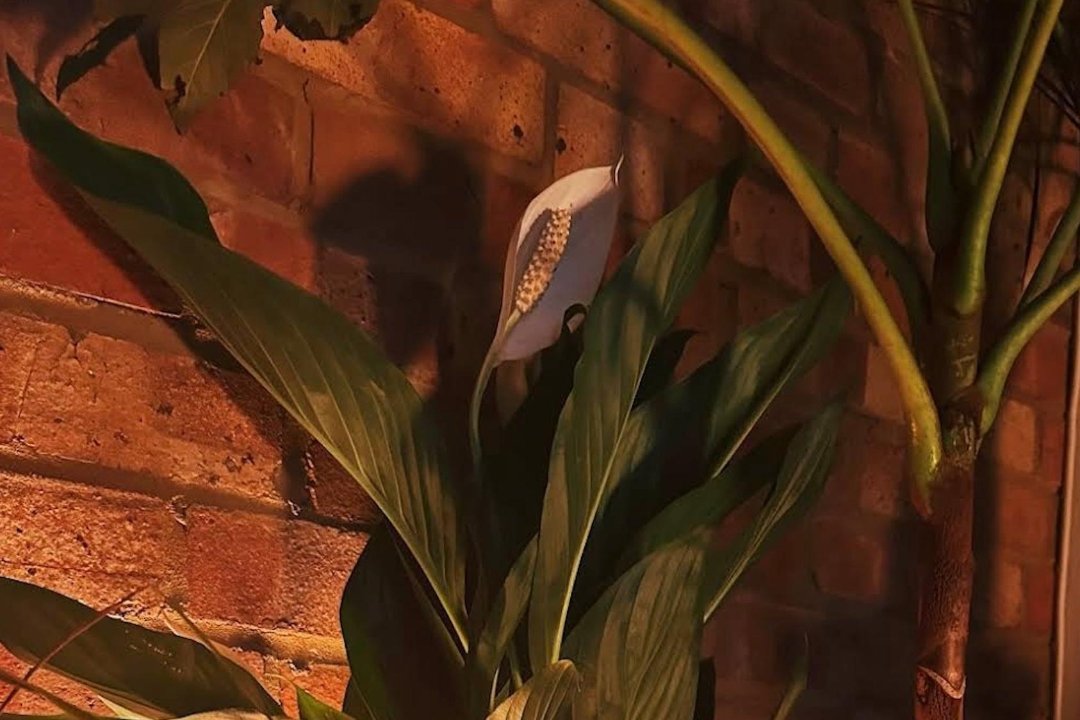 Rewilding People – Friday Rituals, Rye Lane, London