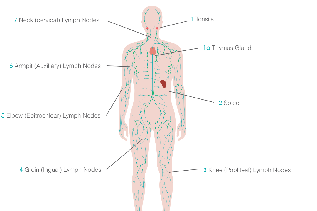 Cereus Herbs Marylebone, Marylebone High Street, London