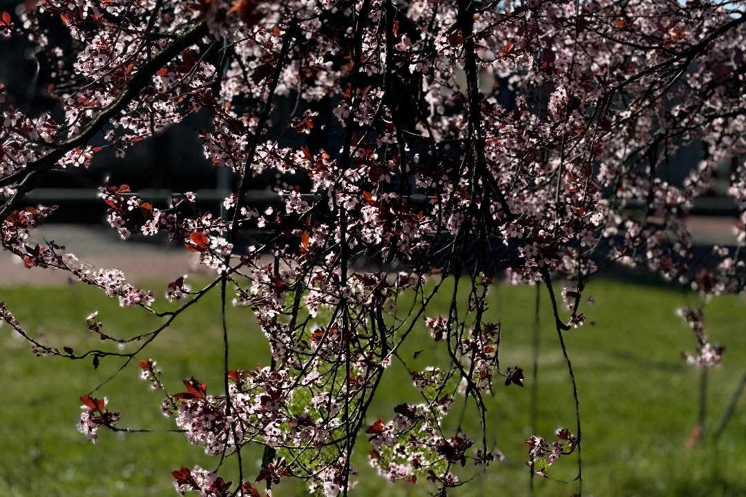 Daniela Papapicco, Vedano Olona, Lombardia