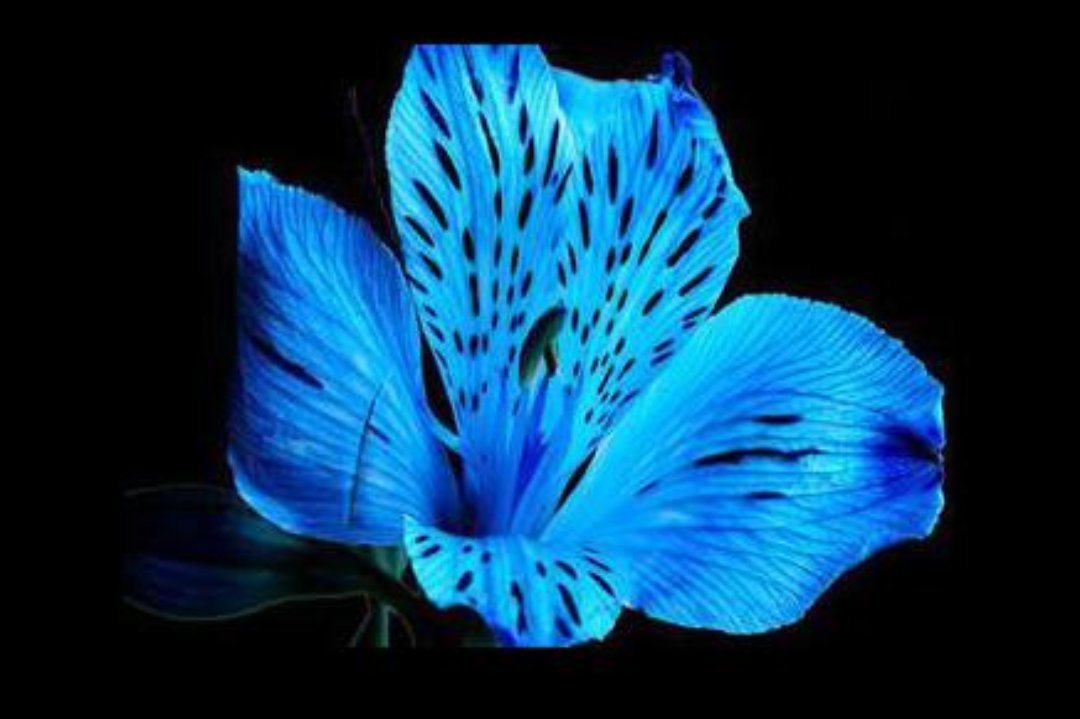 Tiger Lilly Beauty, Raynes Park, London