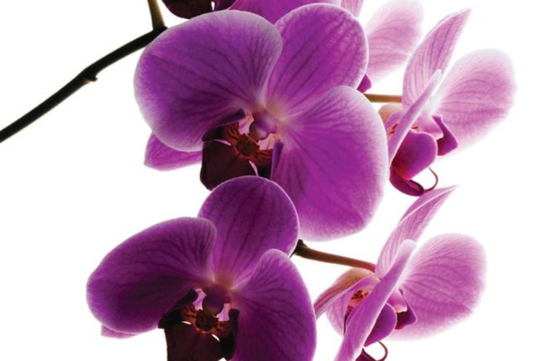 Heaven Scent Therapies, Tadworth, Surrey