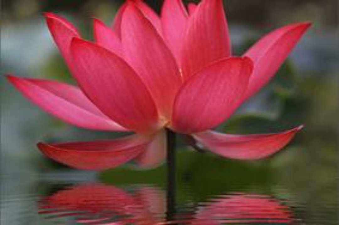 Red Lotus Spa, Liverpool Street, London