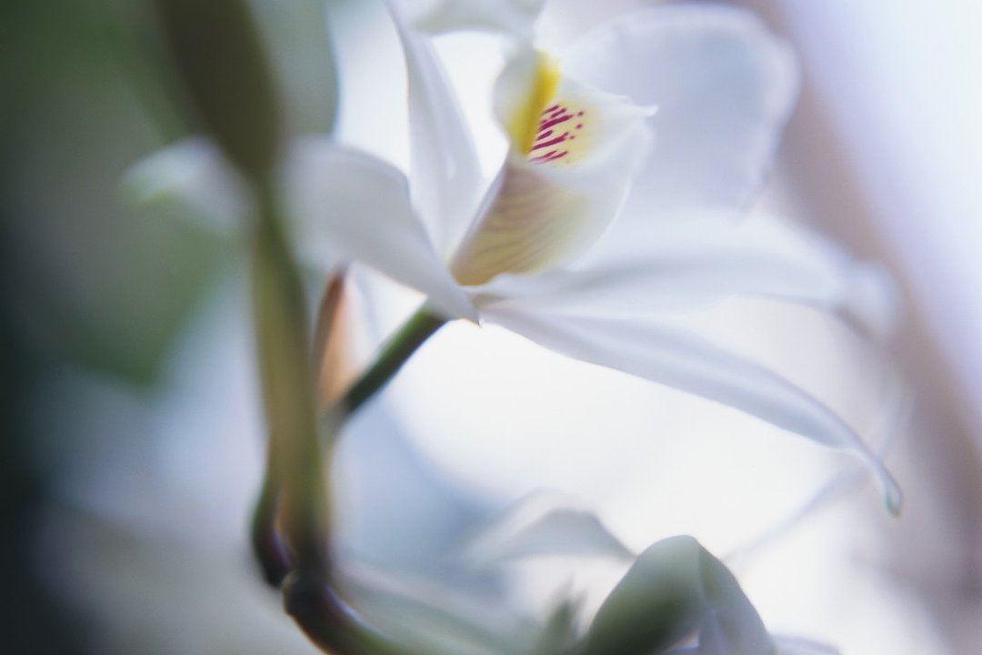 The Orchid Beauty Therapy & Hair Design, Rotherham