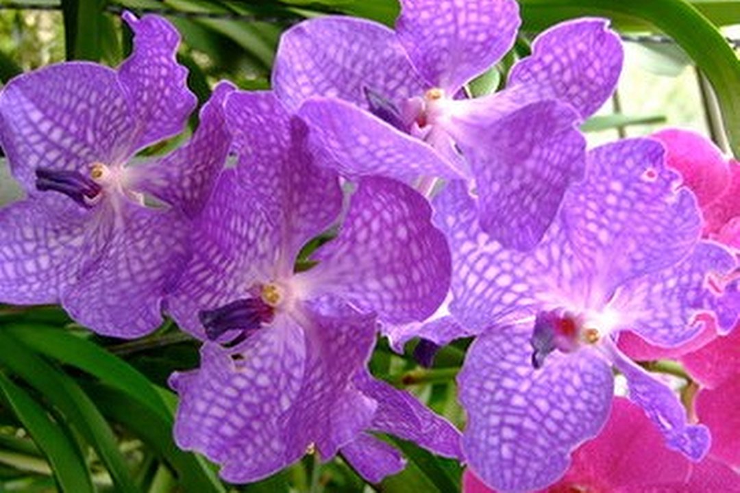 Joyful Body, Purley, London