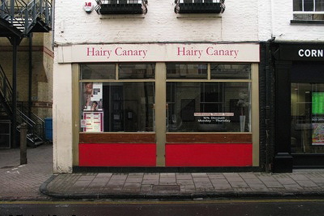Hairy Canary, Cambridge