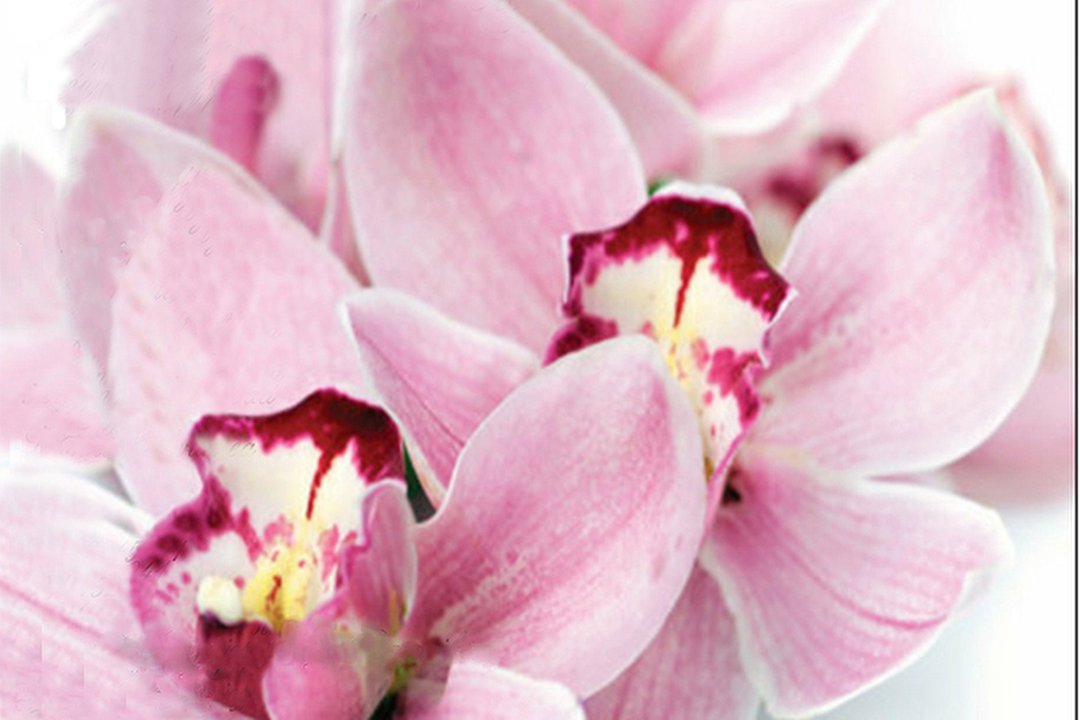 Pink Orchid Therapies by Kelly, Sketty, Swansea