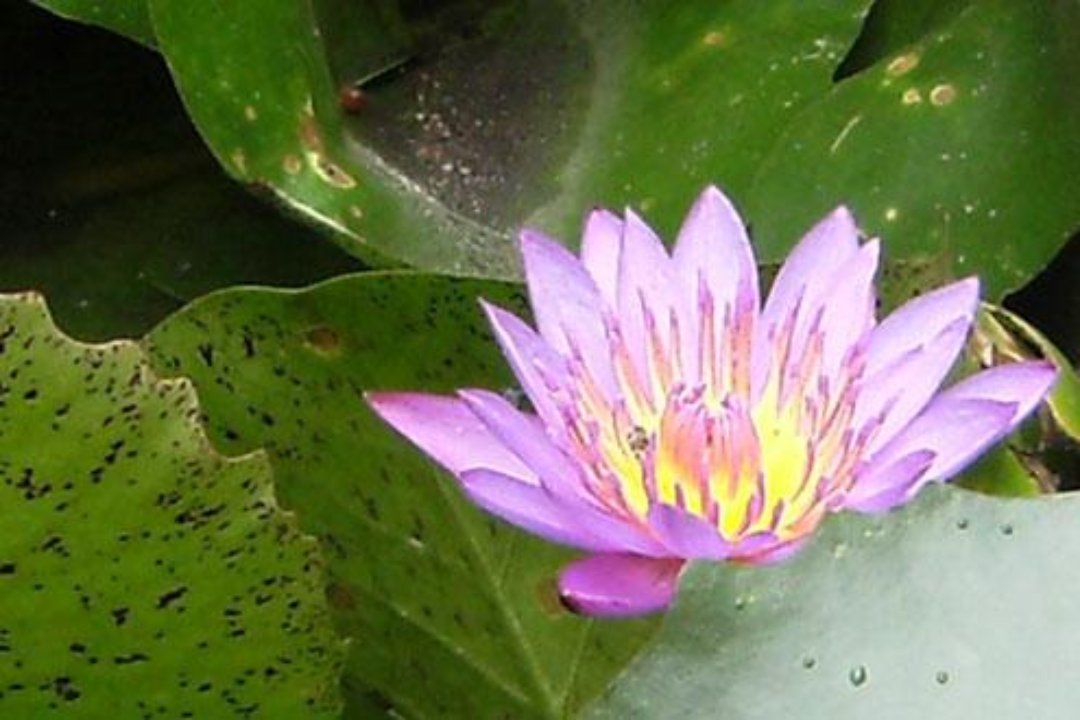 Chandrika - Ayurveda, Epinay-sous-Sénart, Essonne