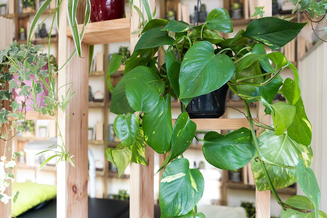 Humi Nagelstudio, Dahlem, Berlin