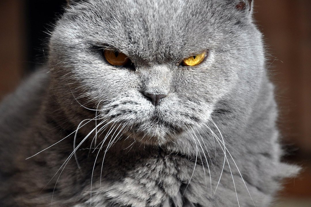 Connect Pro test, Helgoland, Schleswig-Holstein