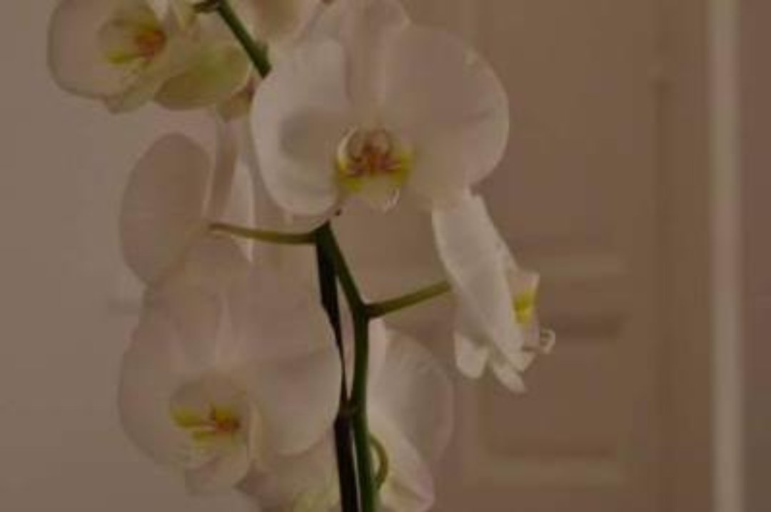 Estrella Villaraco Tratamientos Naturales, Distrito I Centro, Comunidad de Madrid