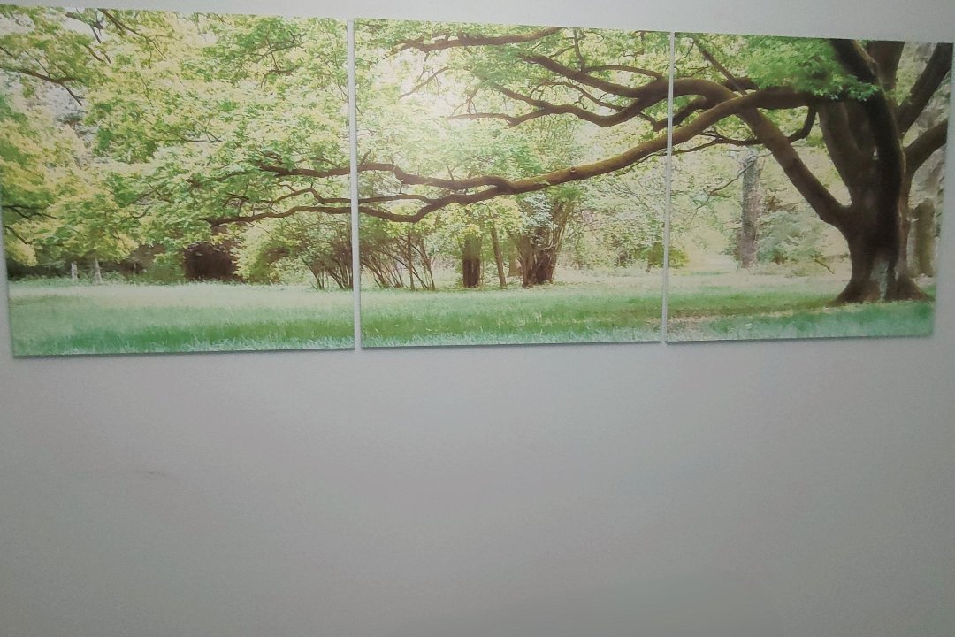 Pure Lotus, Uilebomen, The Hague